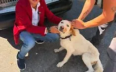 Cagnolina abbandonata sotto il sole e con gravi ferite al collo: Rizzi denuncia la negligenza delle autorit&agrave;