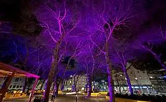 Messina, inaugurata Piazza Quasimodo: 31 pini, verde e nuovi spazi nel cuore della