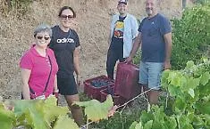 Vendemmia d'emergenza all&rsquo;istituto agrario &ldquo;Cuppari&rdquo;: docenti e personale in campo per salvare il Faro Doc
