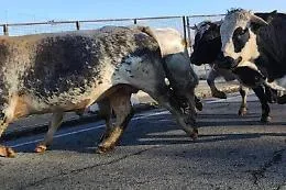 Tre tori in fuga a Gorghetto: scatta l'ordine di abbattimento per evitare tragedie