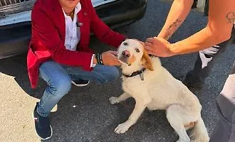 Cagnolina abbandonata sotto il sole e con gravi ferite al collo: Rizzi denuncia la negligenza delle autorit&agrave;