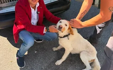 Cagnolina abbandonata sotto il sole e con gravi ferite al collo: Rizzi denuncia la negligenza delle autorit&agrave;