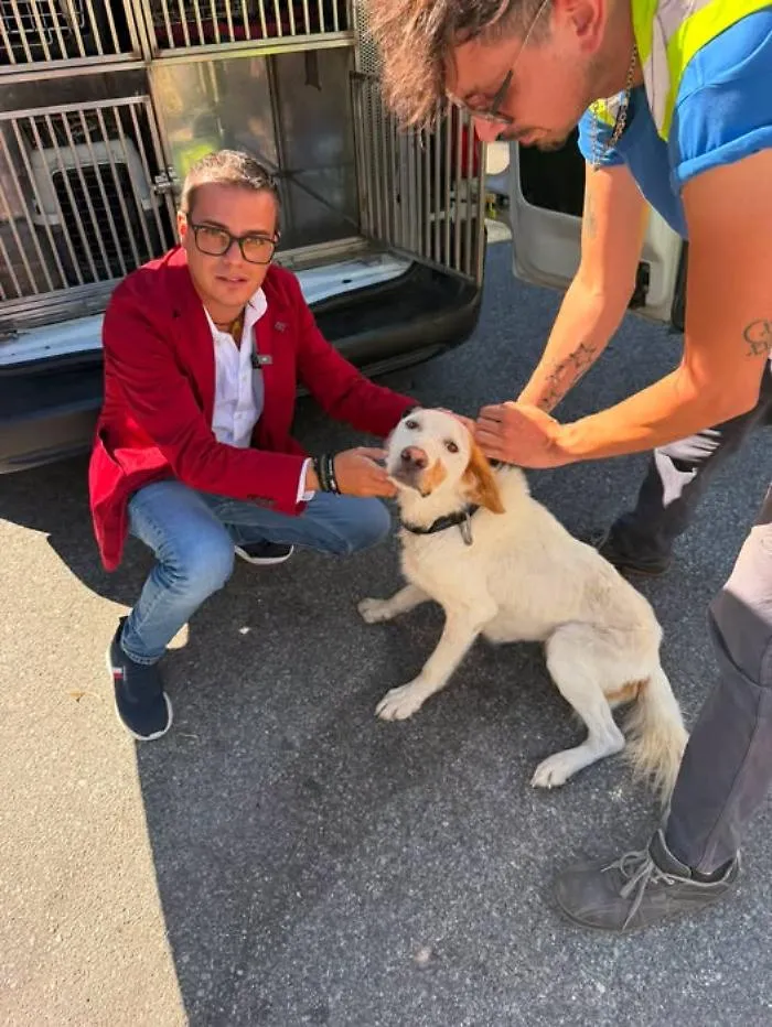 Cagnolina abbandonata sotto il sole e con gravi ferite al collo:  Rizzi denuncia la negligenza delle autorit&agrave;